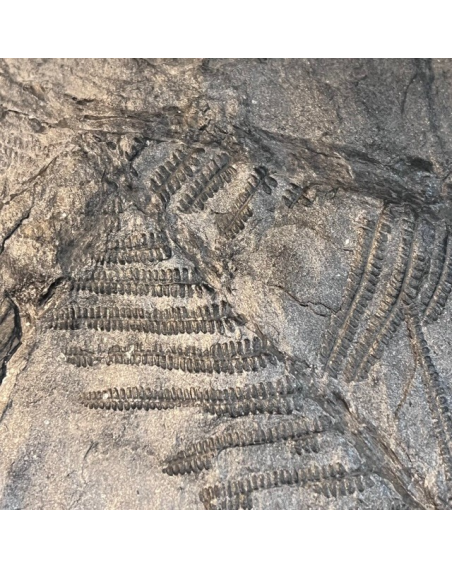 Plant fossil: Fern - 300 million years old - Carboniferous of Lorraine