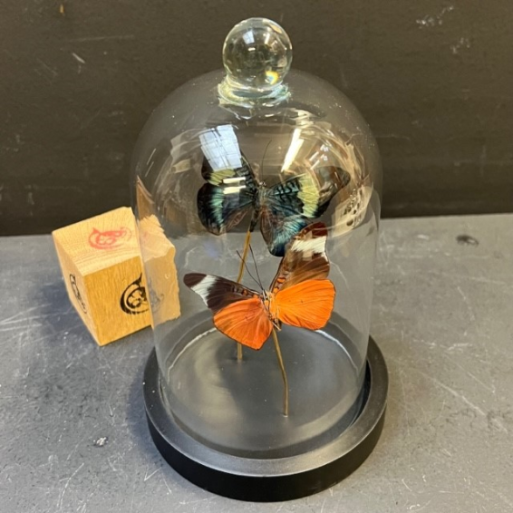 Little butterfly glass dome: Panacea Prola