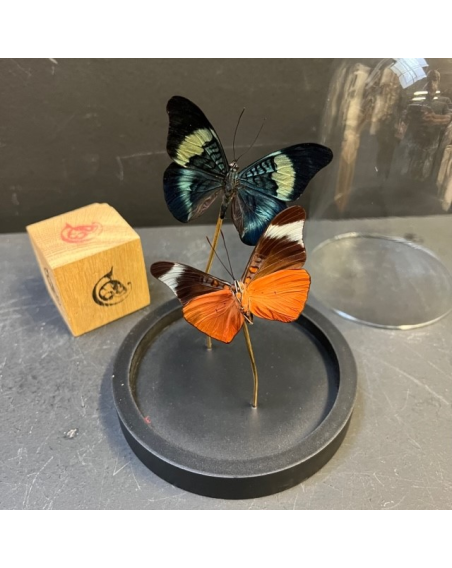 Little butterfly glass dome: Panacea Prola