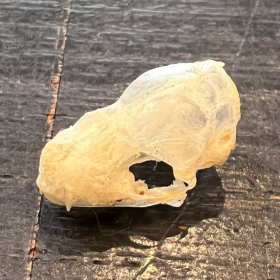 Crâne de chauve-souris - Otomops formosus - 1.1/1.5cm