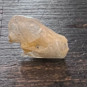 Crâne de chauve-souris - Otomops formosus - 1.1/1.5cm