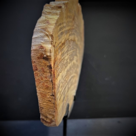 Fossil wood slice - Petrified wood from Indonesia