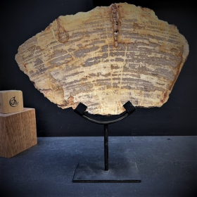 Fossil wood slice - Petrified wood from Indonesia