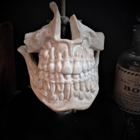 Mâchoires humaines en porcelaine montée sur socle Napoléon III - Modèle anatomique - XIXème siècle