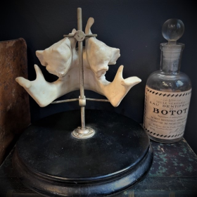 Human jaws in porcelain mounted on a Napoleon III base - Anatomical model - XIXth century