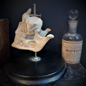 Human jaws in porcelain mounted on a Napoleon III base - Anatomical model - XIXth century