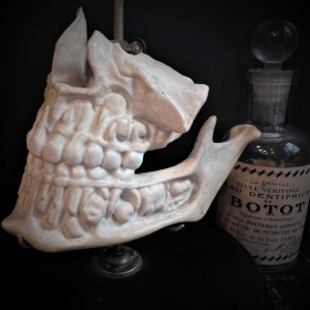 Human jaws in porcelain mounted on a Napoleon III base - Anatomical model - XIXth century