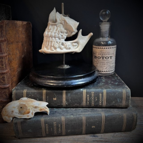 Human jaws in porcelain mounted on a Napoleon III base - Anatomical model - XIXth century
