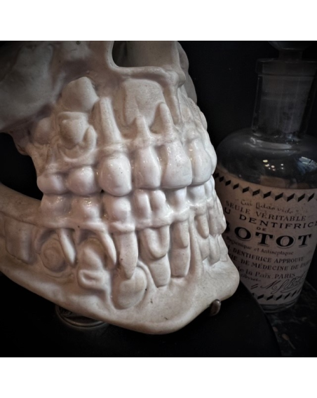 Human jaws in porcelain mounted on a Napoleon III base - Anatomical model - XIXth century