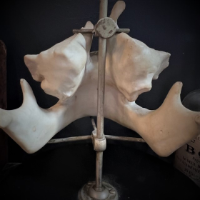 Human jaws in porcelain mounted on a Napoleon III base - Anatomical model - XIXth century