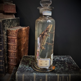 Museum jar - Antique wet specimen - Natural History Cabinet: Salamander