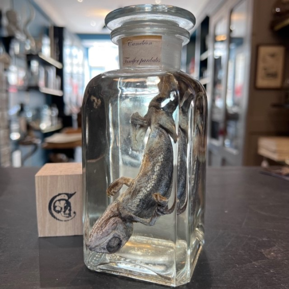 Wet specimen: Jackson's chameleon - Trioceros jacksonii in jar