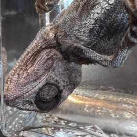 Spécimen en fluide: Caméléon panthère - Furcifer pardalis - Spécimen humide - 350ml