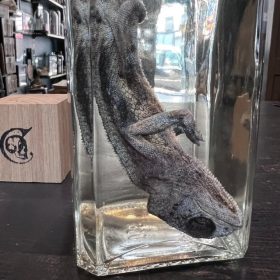 Wet specimen: Jackson's chameleon - Trioceros jacksonii in jar