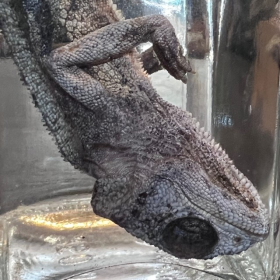Wet specimen: Jackson's chameleon - Trioceros jacksonii in jar