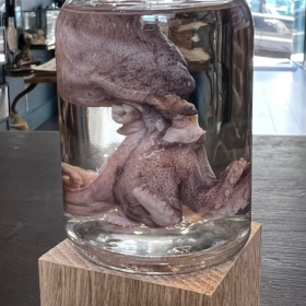 Spécimen en fluide: Poulpe commun - Octopus vulgari - Spécimen humide - 100ml