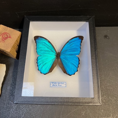 Entomological box - Morpho peleides (Reverse)