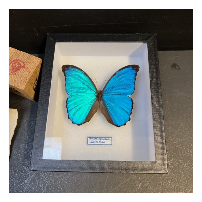 Morpho menelaus - Boite entomologique 15x18cm