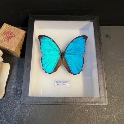 Morpho menelaus - Boite entomologique 15x18cm