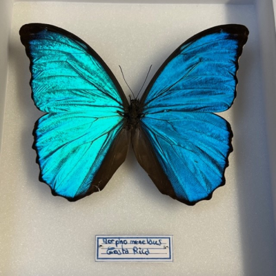 Morpho menelaus - Boite entomologique 15x18cm