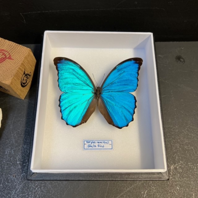 Morpho menelaus - Boite entomologique 15x18cm