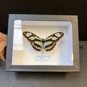 Papillon Philaethria dido - Boite entomologique 12x15cm