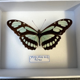 Papillon Philaethria dido - Boite entomologique 12x15cm
