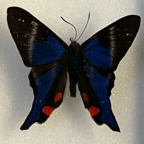 Entomological Box - Rhetus periander - 9x12cm