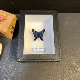 Papillon Rhetus periander - Boite entomologique 9x12cm