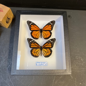 Entomological box - Danaus plexippus - Monarch