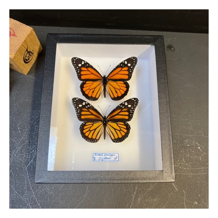 Couple Danaus plexippus - Monarque - Boite entomologique 15x18cm