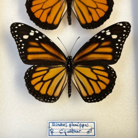 Entomological box - Danaus plexippus - Monarch