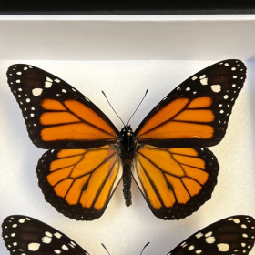 Entomological box - Danaus plexippus - Monarch