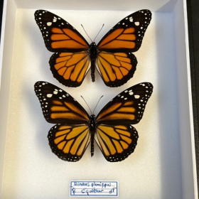 Entomological box - Danaus plexippus - Monarch