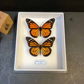 Entomological box - Danaus plexippus - Monarch