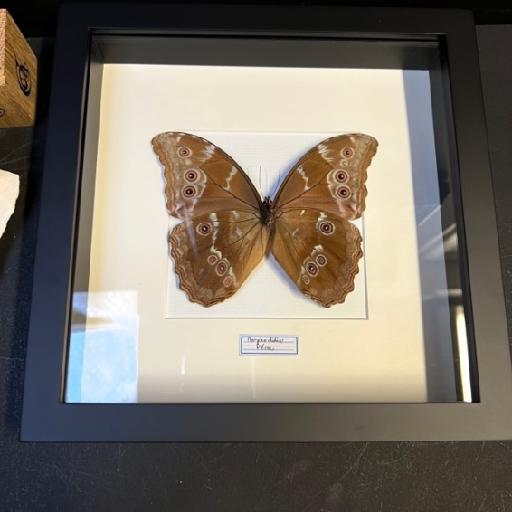 Entomological frame - Morpho Didius (backside)