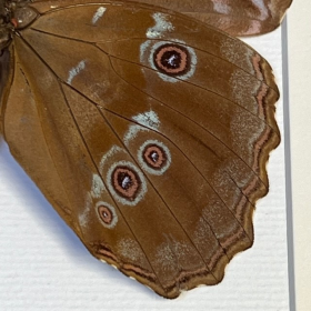 Entomological frame - Morpho Didius (backside)