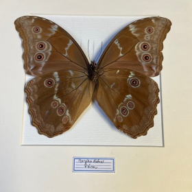 Cadre entomologique - Morpho Didius (Verso)