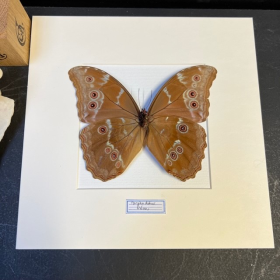 Cadre entomologique - Morpho Didius (Verso)