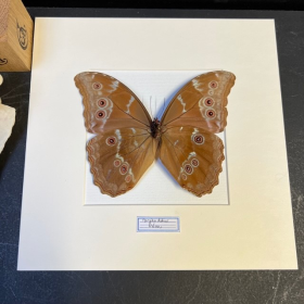 Entomological frame - Morpho Didius (backside)