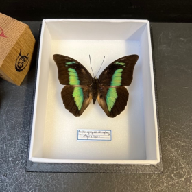 Entomological Box - Archaeoprepona demophon butterfly - 12x15cm