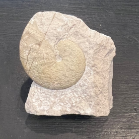 Ammonite fossil - Unterburg (Germany) - Jurassic