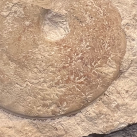 Ammonite fossil - TP001- Germany - Jurassic
