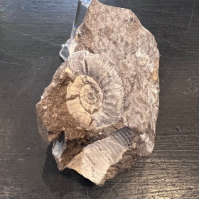 Ammonite fossil - TP003- Germany - Mesozoic