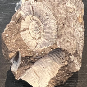 Ammonite fossil - TP003- Germany - Mesozoic