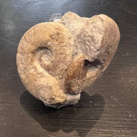Ammonite fossil - TP005- France - Mesozoic