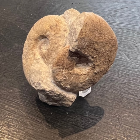 Ammonite fossil - TP005- France - Mesozoic