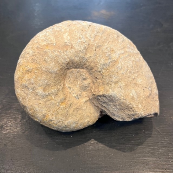 Ammonite fossil - TP004- France - Mesozoic