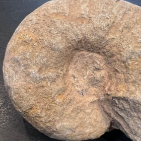 Ammonite fossil - TP004- France - Mesozoic