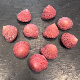 Coquillage Trocha - Strawberry ( Trochus) - 2cm